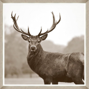 ABLO - Kronhjort (Z161)