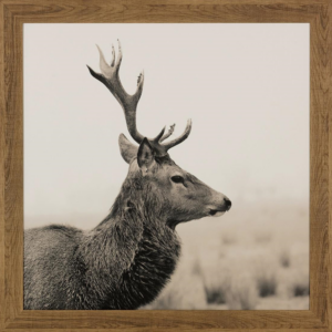 ABLO - Kronhjort (Z0638)