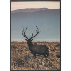 ABLO - Deer in sunset (DS080)