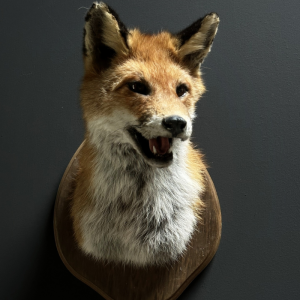 Beast - Fox's head