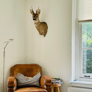 Beast - Roebuck  (rådyr) head